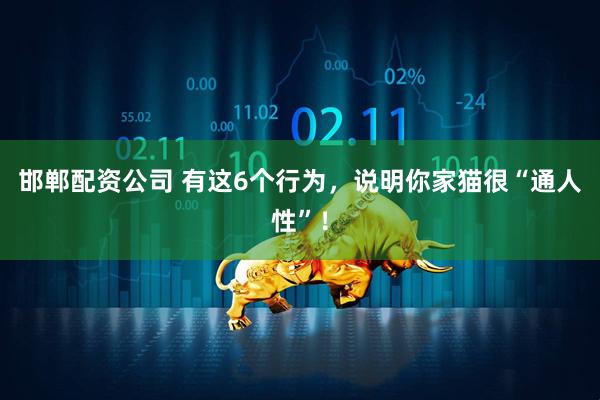 邯郸配资公司 有这6个行为，说明你家猫很“通人性”！